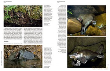 Handbook of the Mammals of the World. Vol.5: Volume 5 - Don E Wilson [KSIĄŻKA]
