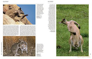 Handbook of the Mammals of the World. Vol.5: Volume 5 - Don E Wilson [KSIĄŻKA]