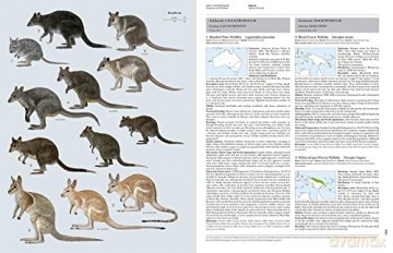 Handbook of the Mammals of the World. Vol.5: Volume 5 - Don E Wilson [KSIĄŻKA]