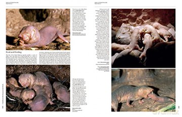Handbook of the Mammals of the World. Vol.6 - Don E Wilson [KSIĄŻKA]