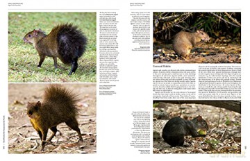 Handbook of the Mammals of the World. Vol.6 - Don E Wilson [KSIĄŻKA]