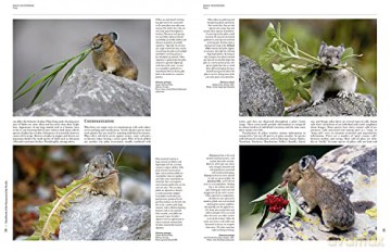 Handbook of the Mammals of the World. Vol.6 - Don E Wilson [KSIĄŻKA]
