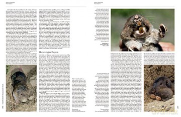 Handbook of the Mammals of the World. Vol.6 - Don E Wilson [KSIĄŻKA]