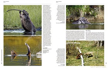 Handbook of the Mammals of the World. Vol.6 - Don E Wilson [KSIĄŻKA]
