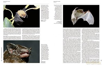 Handbook of the Mammals of the World. Vol.9: Bats (Handbook of Mammals of the World) - Don E Wilson [KSIĄŻKA]