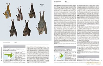 Handbook of the Mammals of the World. Vol.9: Bats (Handbook of Mammals of the World) - Don E Wilson [KSIĄŻKA]