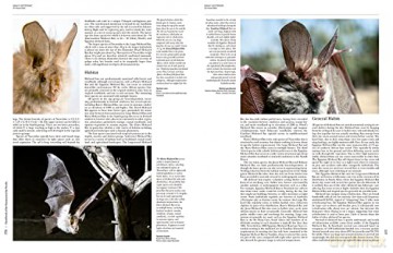 Handbook of the Mammals of the World. Vol.9: Bats (Handbook of Mammals of the World) - Don E Wilson [KSIĄŻKA]
