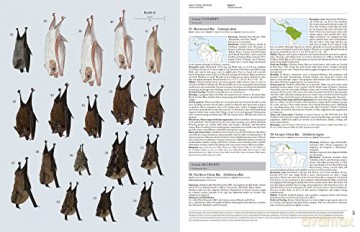 Handbook of the Mammals of the World. Vol.9: Bats (Handbook of Mammals of the World) - Don E Wilson [KSIĄŻKA]