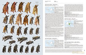 Handbook of the Mammals of the World. Vol.9: Bats (Handbook of Mammals of the World) - Don E Wilson [KSIĄŻKA]