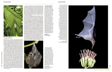 Handbook of the Mammals of the World. Vol.9: Bats (Handbook of Mammals of the World) - Don E Wilson [KSIĄŻKA]
