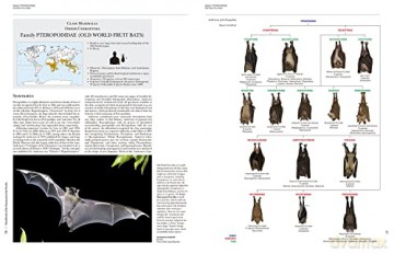 Handbook of the Mammals of the World. Vol.9: Bats (Handbook of Mammals of the World) - Don E Wilson [KSIĄŻKA]