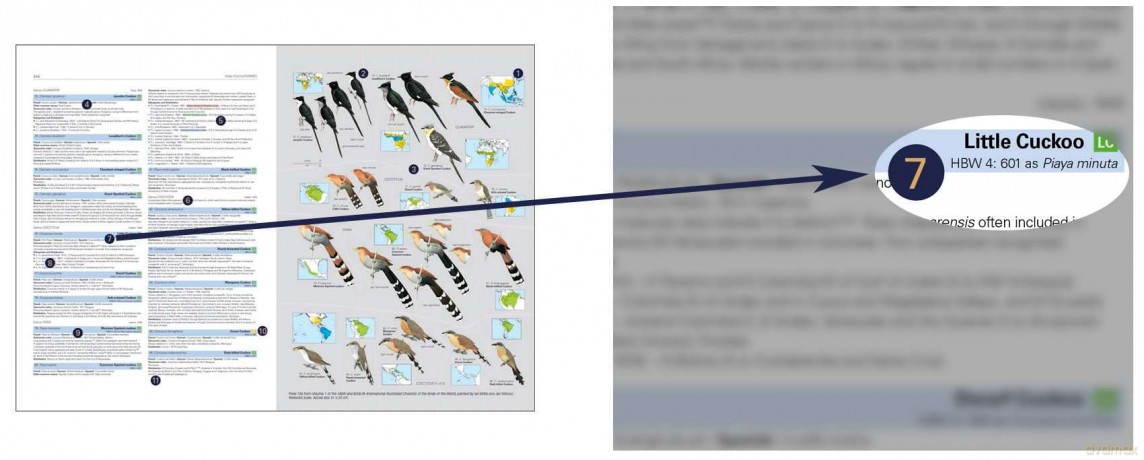 HBW and BirdLife International Illustrated Checklist of the Birds of the World vol.1 - Josep del Hoyo Calduch [KSIĄŻKA]