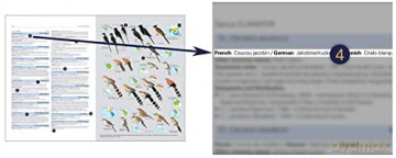 HBW and BirdLife International Illustrated Checklist of the Birds of the World vol.1 - Josep del Hoyo Calduch [KSIĄŻKA]