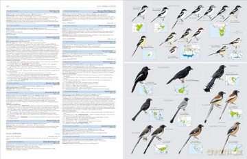 HBW and BirdLife International Illustrated Checklist of the Birds of the World vol.2: Volume 2 - Josep del Hoyo Calduch [KSIĄŻKA]
