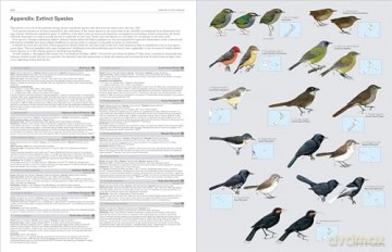 HBW and BirdLife International Illustrated Checklist of the Birds of the World vol.2: Volume 2 - Josep del Hoyo Calduch [KSIĄŻKA]