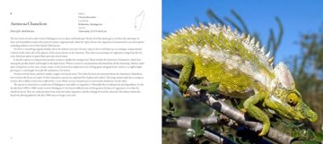 Incredible Lizards: One hundred species from around the world - Steve Wilson [KSIĄŻKA]
