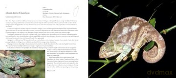 Incredible Lizards: One hundred species from around the world - Steve Wilson [KSIĄŻKA]