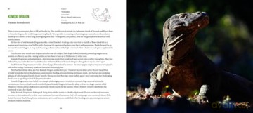 Incredible Lizards: One hundred species from around the world - Steve Wilson [KSIĄŻKA]
