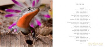 Incredible Lizards: One hundred species from around the world - Steve Wilson [KSIĄŻKA]