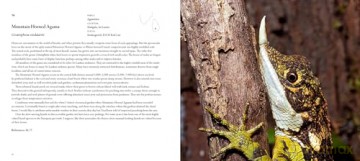 Incredible Lizards: One hundred species from around the world - Steve Wilson [KSIĄŻKA]