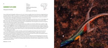Incredible Lizards: One hundred species from around the world - Steve Wilson [KSIĄŻKA]