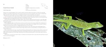 Incredible Lizards: One hundred species from around the world - Steve Wilson [KSIĄŻKA]