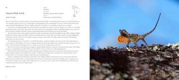 Incredible Lizards: One hundred species from around the world - Steve Wilson [KSIĄŻKA]