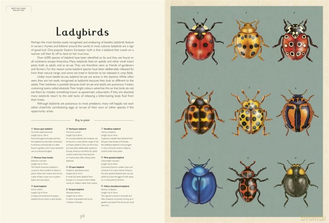 Insectarium: (Welcome To The Museum) - Dave Goulson [KSIĄŻKA]
