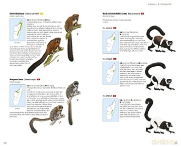 Mammals of Madagascar - Russell A Mittermeier [KSIĄŻKA]