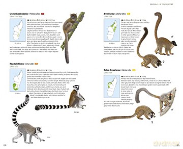 Mammals of Madagascar - Russell A Mittermeier [KSIĄŻKA]