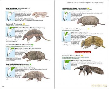 Mammals of the Southern Cone - Lynx Edicions [KSIĄŻKA]