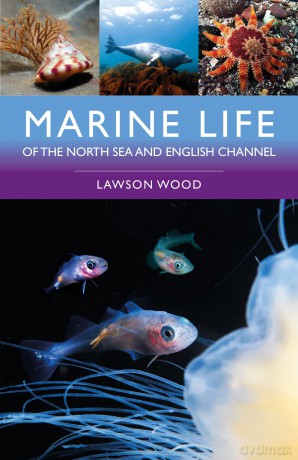 Marine Life of the North Sea and English Channel - Lawson Wood [KSIĄŻKA]