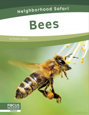 Neighborhood Safari: Bees (Neighborhood Safari Set 2) - Dalton Rains [KSIĄŻKA]