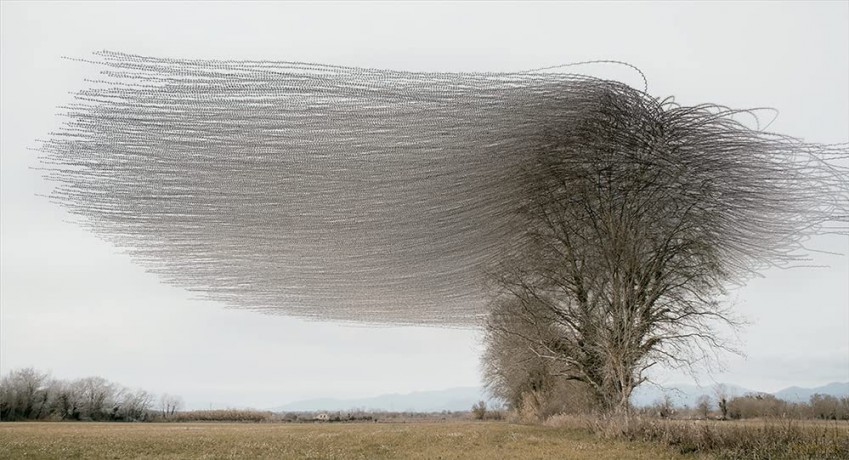 Ornithographies - Xavi Bou [KSIĄŻKA]