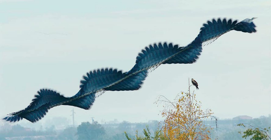 Ornithographies - Xavi Bou [KSIĄŻKA]