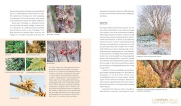 Plants for the Winter Garden: Perennials, Grasses, Shrubs, and Trees to Add Interest in the Cold and Snow - Warren Leach [KSIĄŻKA]