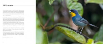 Portfolio 1. Photographs and stories of extraordinary birds - Rafael Armada [KSIĄŻKA]