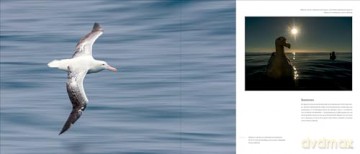 Portfolio 1. Photographs and stories of extraordinary birds - Rafael Armada [KSIĄŻKA]