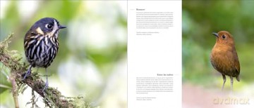 Portfolio 1. Photographs and stories of extraordinary birds - Rafael Armada [KSIĄŻKA]