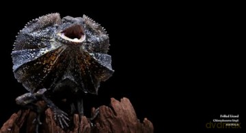 Reptiles: Deluxe Series - Steve Wilson [KSIĄŻKA]