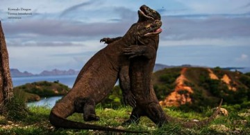Reptiles: Deluxe Series - Steve Wilson [KSIĄŻKA]