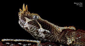 Reptiles: Deluxe Series - Steve Wilson [KSIĄŻKA]