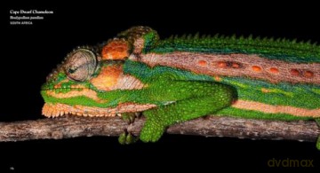 Reptiles: Deluxe Series - Steve Wilson [KSIĄŻKA]