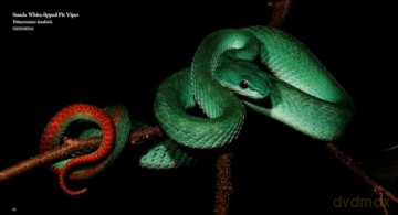 Reptiles: Deluxe Series - Steve Wilson [KSIĄŻKA]