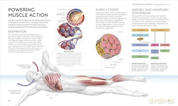 Science of Swimming: Transform Your Stroke, Improve Strength, Revolutionize Your Training - Brett Hawke [KSIĄŻKA]