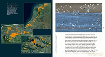 Sinagote, the biography of a spoonbill - Theunis Piersma [KSIĄŻKA]
