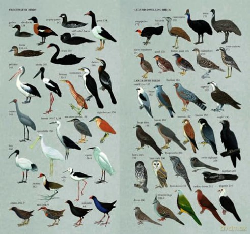Slater Field Guide to Australian Birds: Third edition - Peter Slater [KSIĄŻKA]