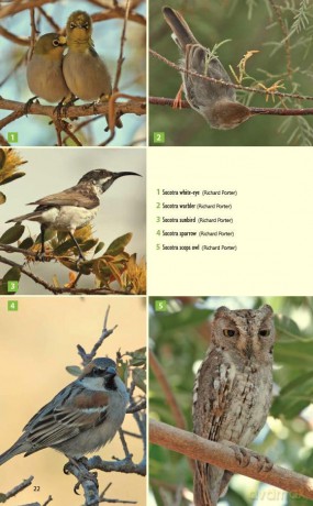 Socotra (Bradt Travel Guides) - Hilary Bradt [KSIĄŻKA]