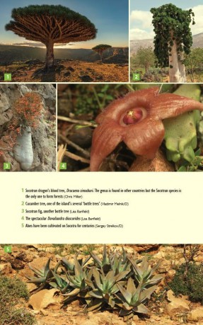 Socotra (Bradt Travel Guides) - Hilary Bradt [KSIĄŻKA]