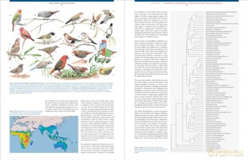 The Largest Avian Radiation - Jon Fjeldsa [KSIĄŻKA]